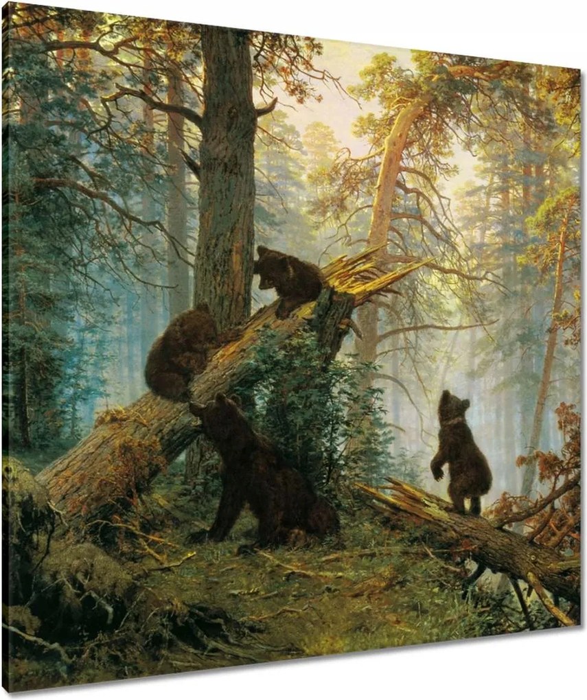 Vászonkép 80x80 Reggel a fenyőerdőben