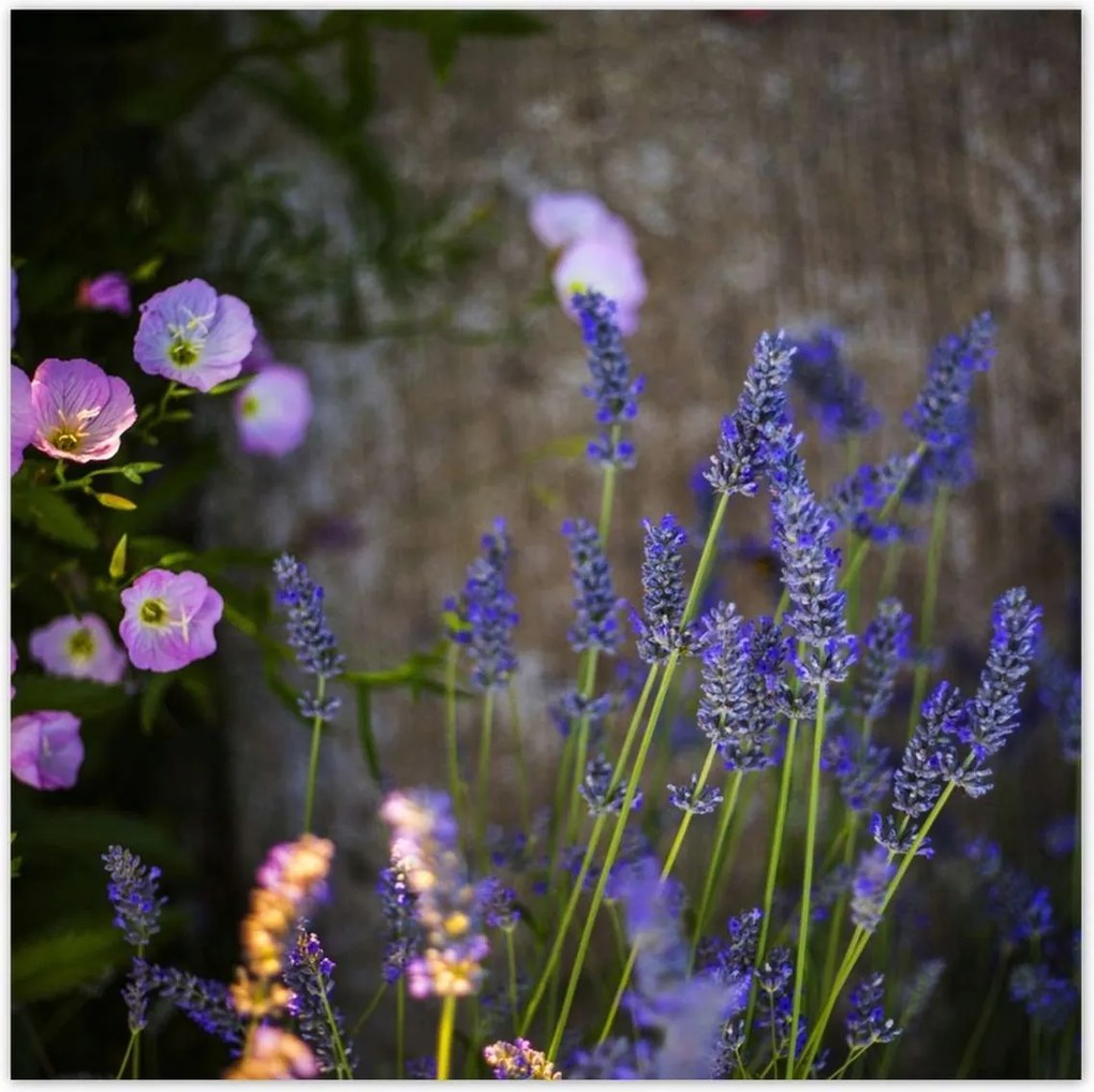 Poszterek 100x100 Levendula