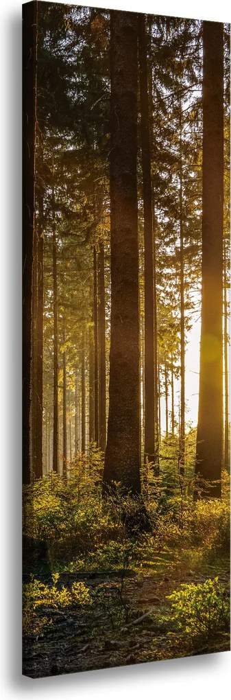 Vászonkép Naplemente Erdő Fák Természet 40x120 cm