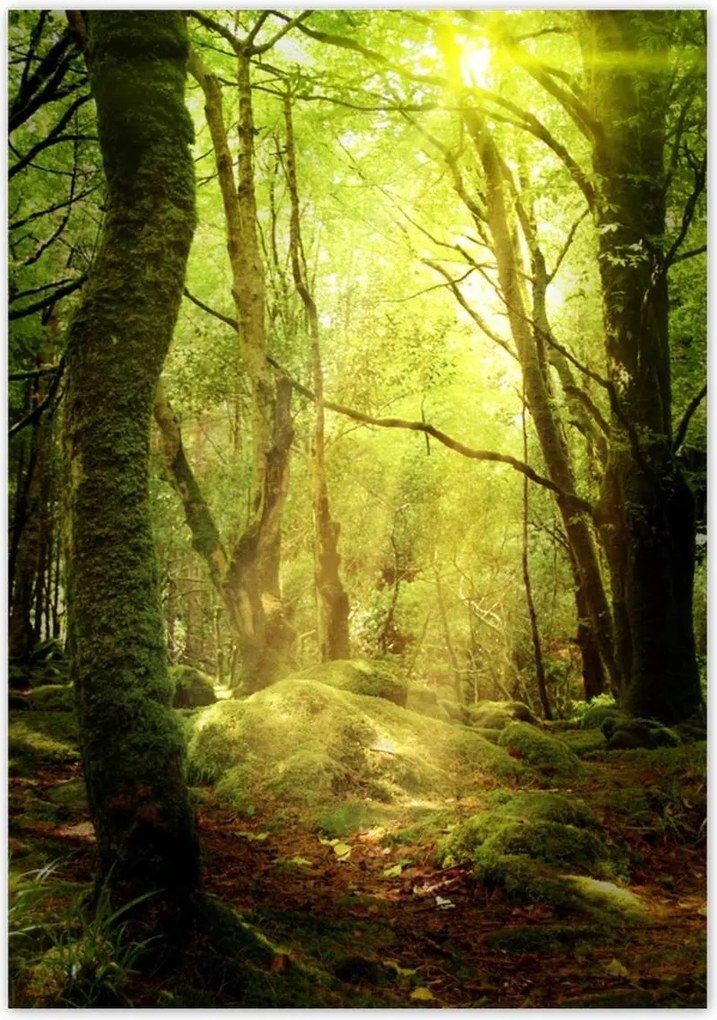 Poszterek 70x100 Varázslatos erdő Tájkép