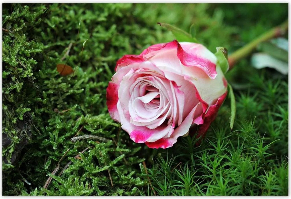 Poszterek 155x105 Rózsa Virág Virágok Rózsa