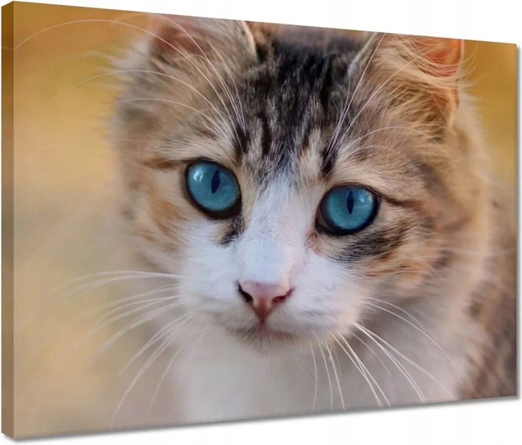 Vászonkép 40x30 Cica Cicák Macskák