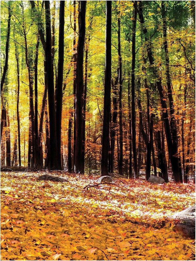 Fotótapéta erdő fák levelek fotótapéta 184 x 254