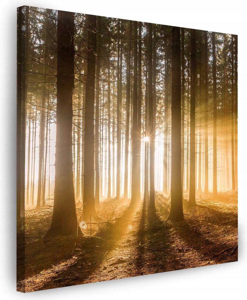 Vászonkép Nap az erdőben Fény fák 40X40 cm Ideális ajándék