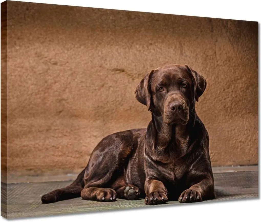 Vászonkép 40x30 Barna kutya barát