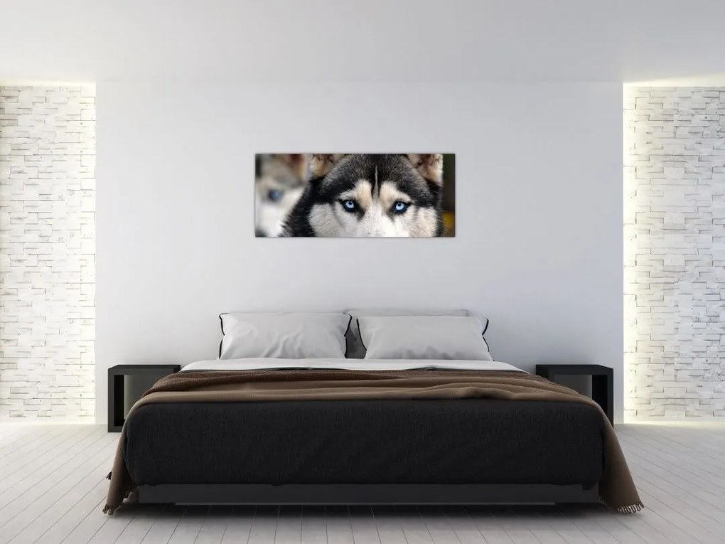 Husky kutya kép (120x50 cm)