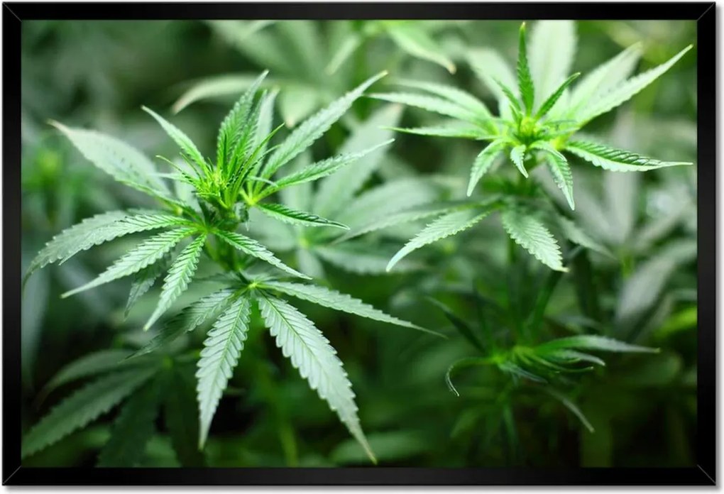 Poszter keretben 60x40 Kender Bokor