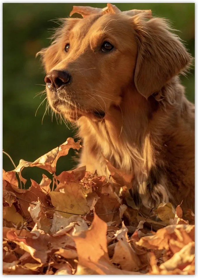 Poszterek A4 Pion Őszi kutya portré fotó