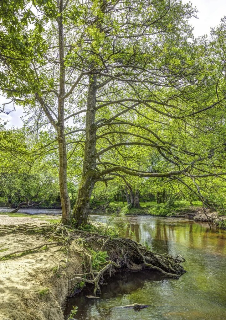 Poszter 42x59,4cm Tó az erdőben 2, Assaf Frank
