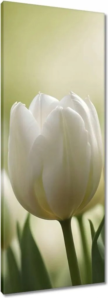 Vászonkép 40x100 Fehér tulipánok