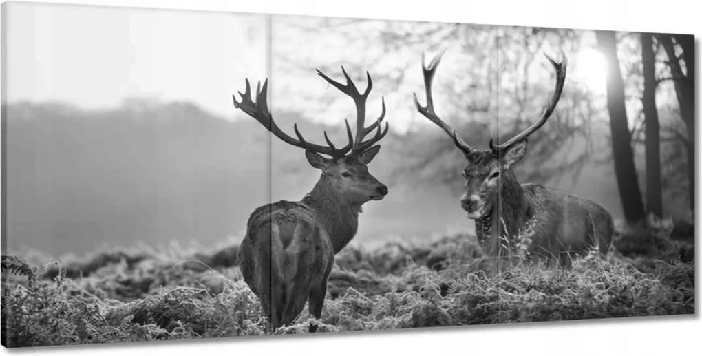 Vászonkép 210x100 Fekete-fehér szarvasok