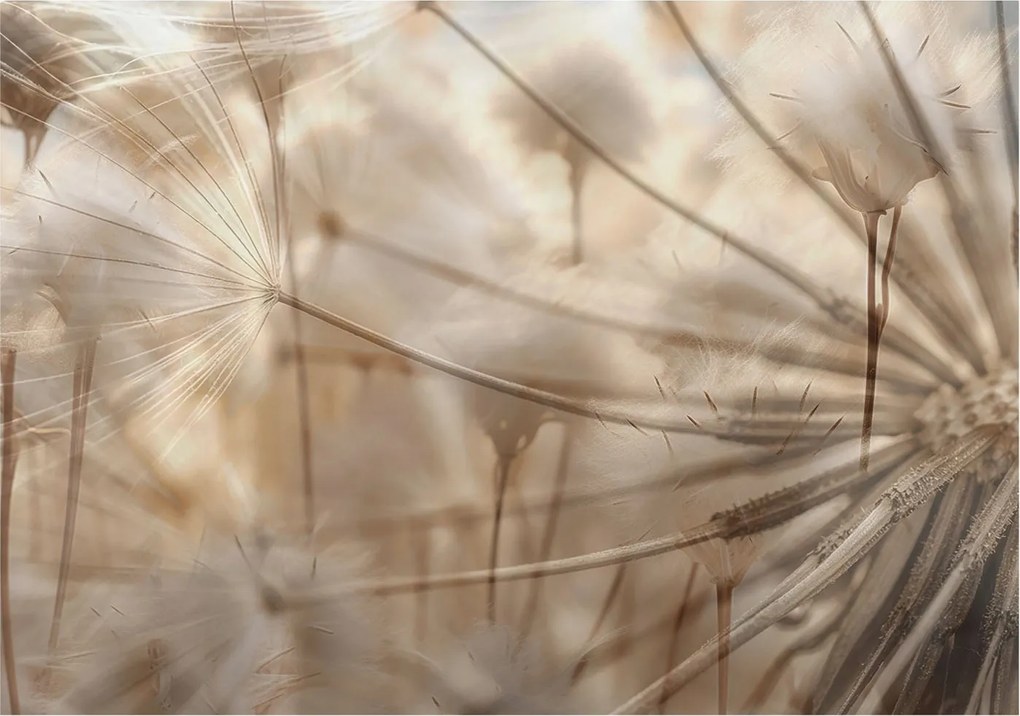 Dekoratív fotótapéta Hálószobába Finom pitypangok 208x146