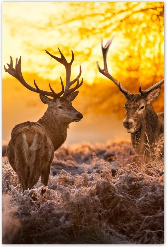 Poszterek 80x120 Szarvasok a réten