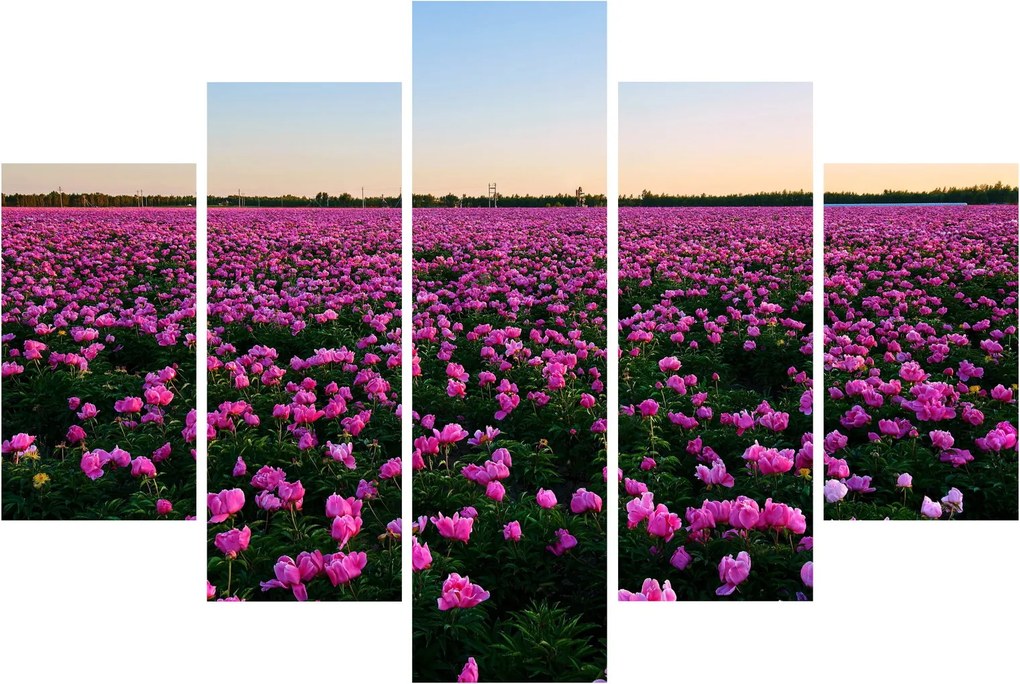 Kép - lila tulipánok rétje (150x105 cm)