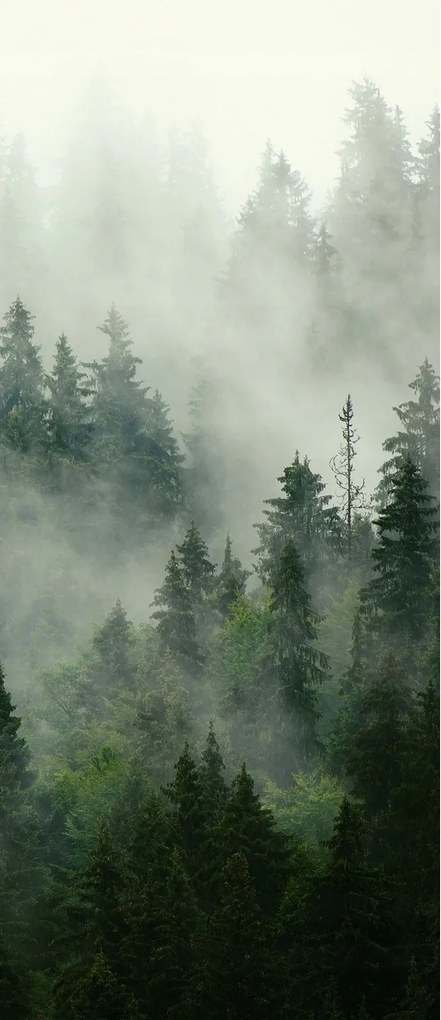 Fotótapéta Ajtó Erdő A Ködben Öntapadós Furnér Matrica Tapéta