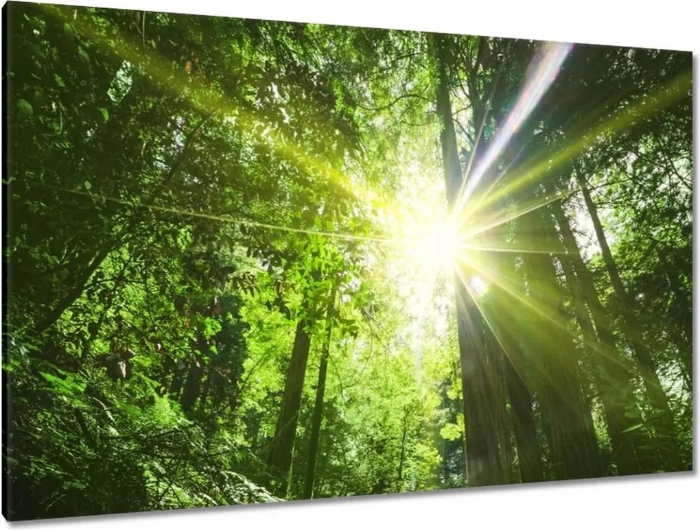 Festmények 120x80 Varázslatos erdő Tájkép