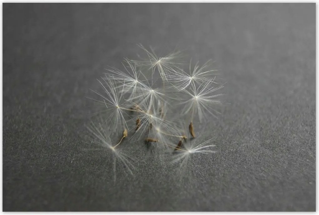 Poszterek 120x80 Pitypang Virág Virágok