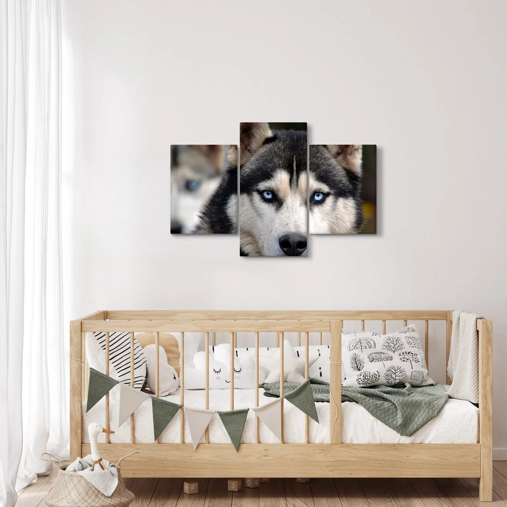 Husky kutya kép (90x60 cm)