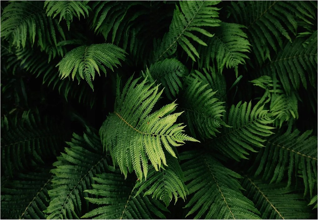 Fotótapéta levelek páfrányok fotótapéta 312 x 219