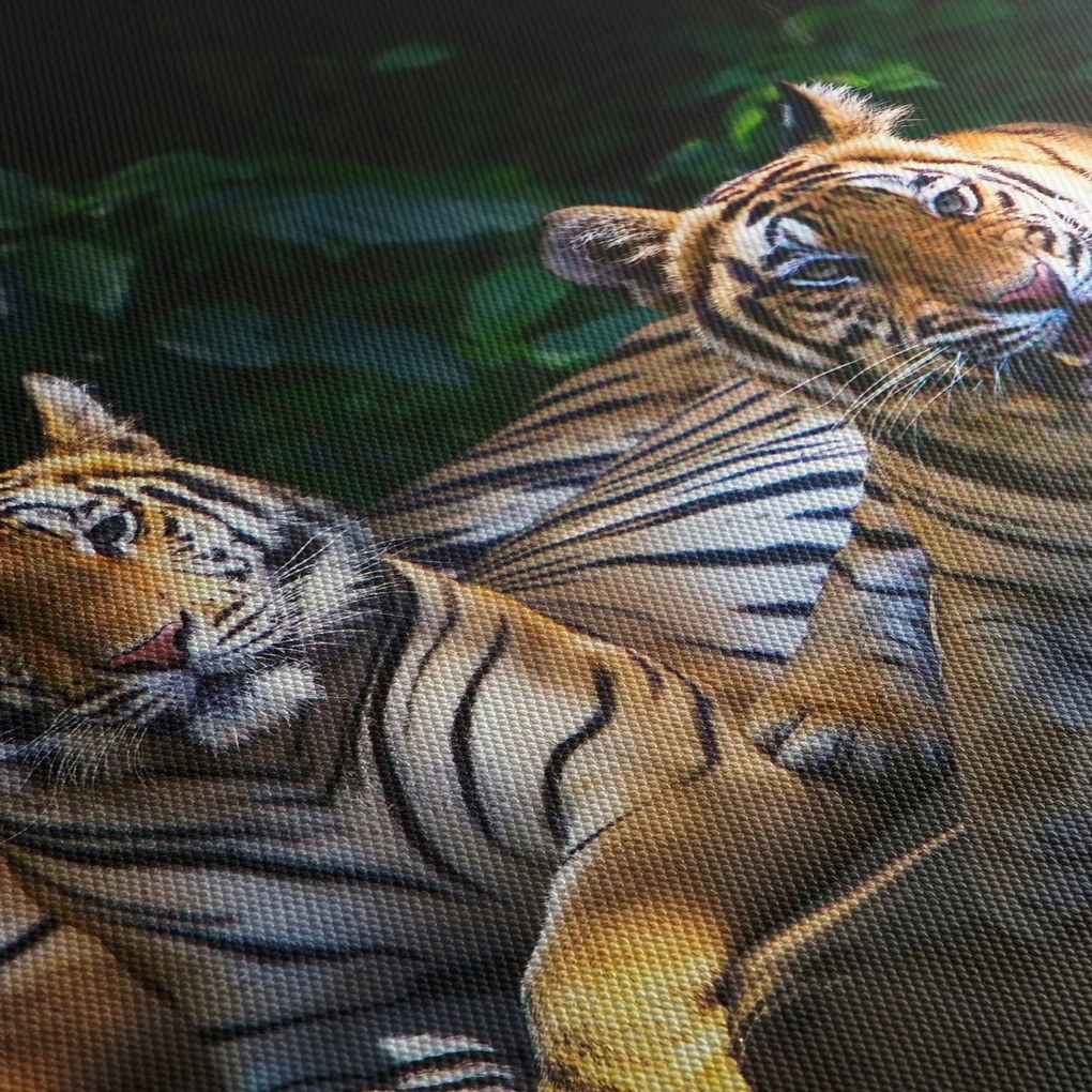Kép - Tigris testvérek (90x60 cm)