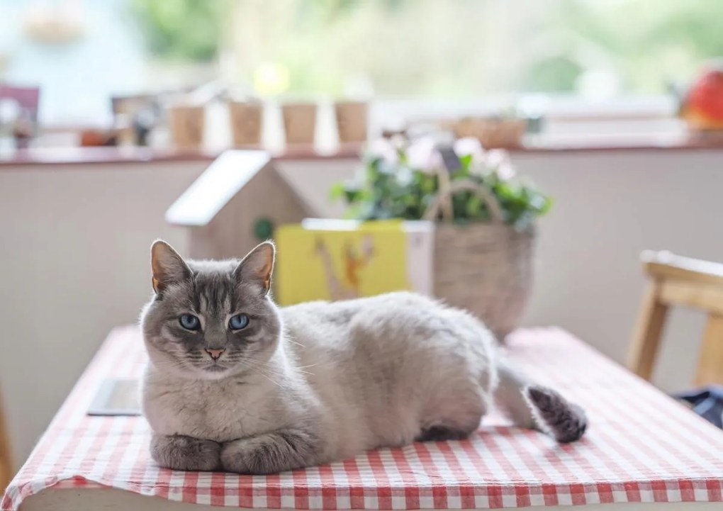 Poszter 84,1x59,4cm Macska az asztalon, Assaf Frank