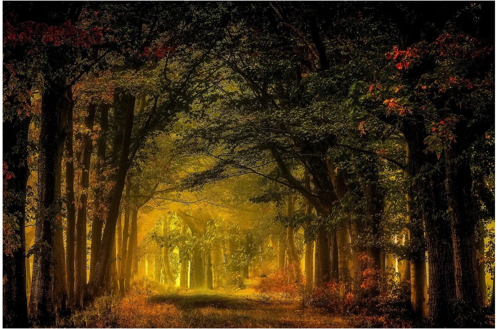 Erdő képe (90x60 cm)