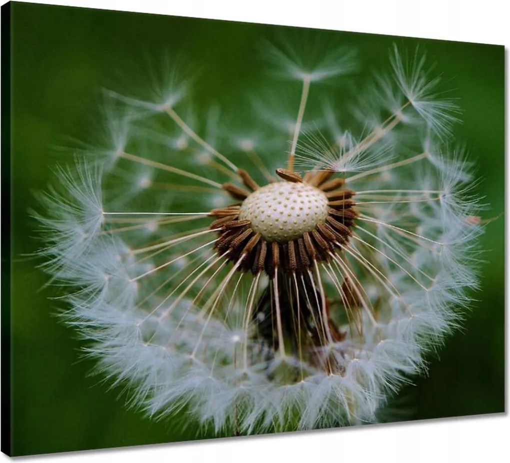 Vászonkép 50x40 Pitypang Virág Virágok