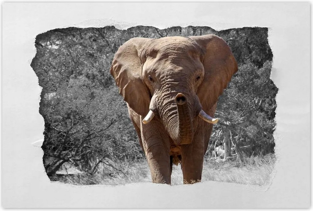 Poszterek 120x80 A nagy elefánt