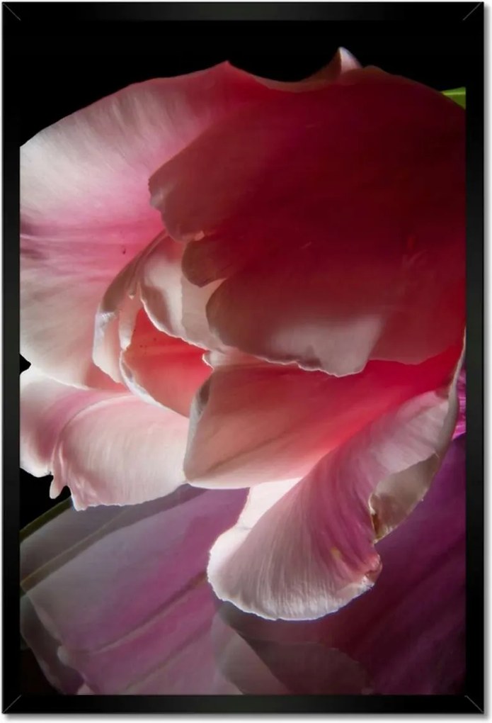 Poszter keretben 40x60 Rózsaszín tulipán virág