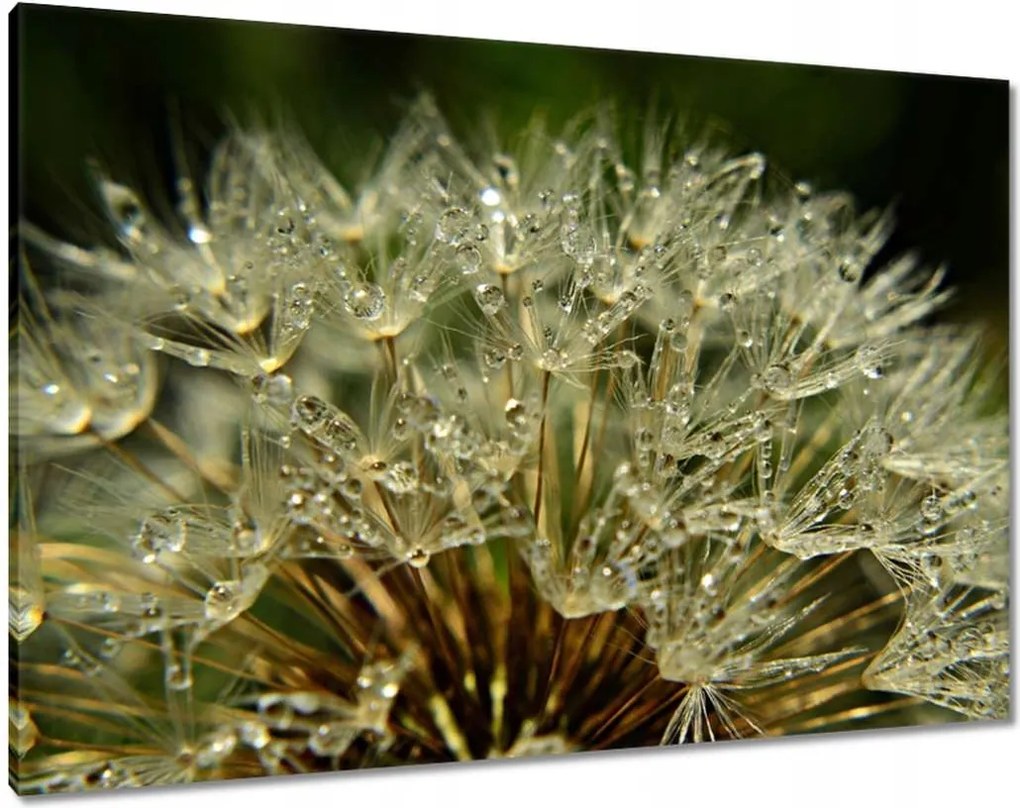 Vászonkép 100x70 Pitypang Virág Virágok