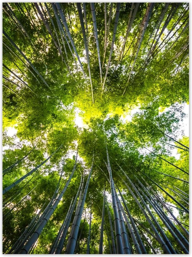 Poszterek 100x135 Bambusz trópusi erdő