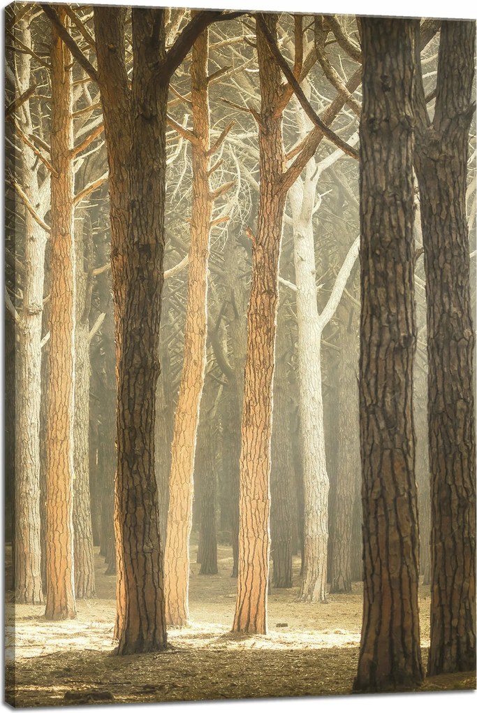 Vászonkép Fák Fény Természet Erdő 40x60 cm Ideális ajándék