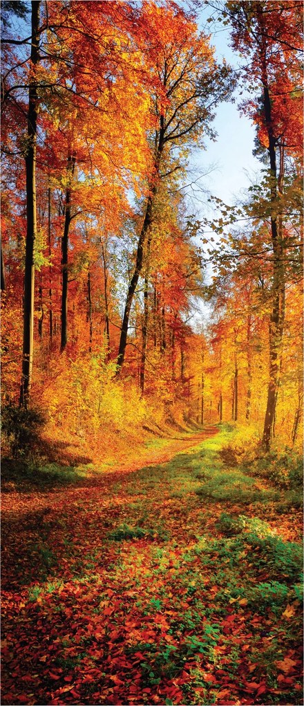 Fotótapéta Őszi sikátor Levelek erdő fák Tájkép 91x211 fű +ragasztó