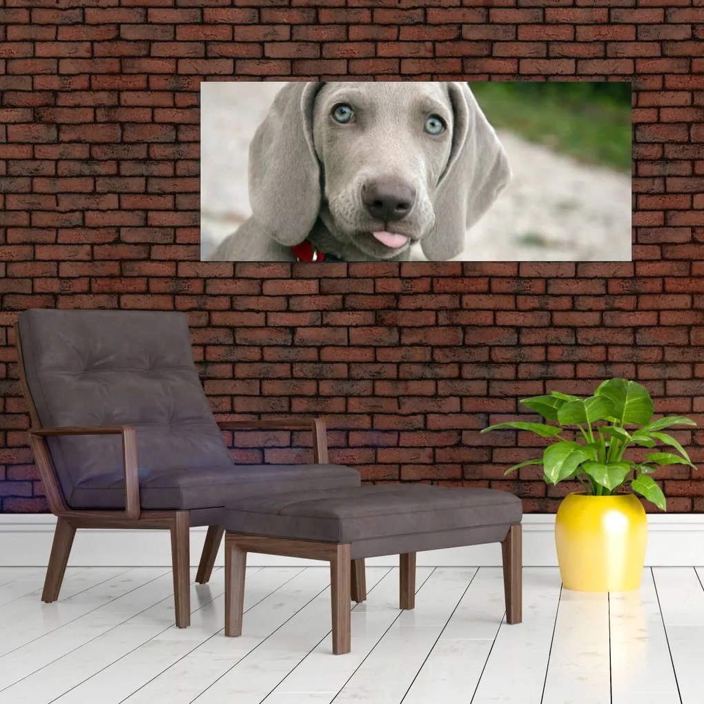 Kép - weimaraner kölyökkutya (120x50 cm)