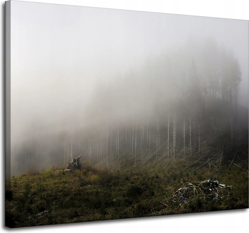Vászonkép Természet Köd Megsemmisült erdő 100x80