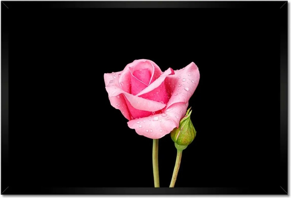 Poszter keretben 60x40 Rózsaszín rózsabimbó