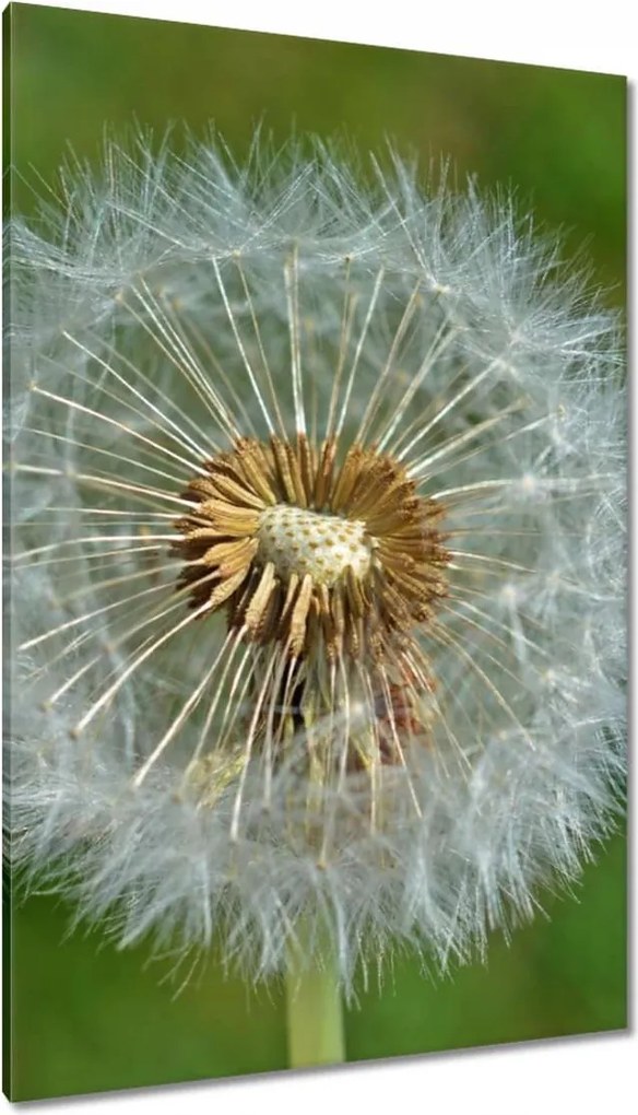 Vászonkép 80x120 Pitypang Virág Virágok