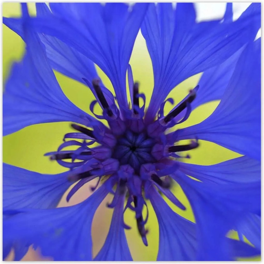 Poszterek 100x100 Chaber