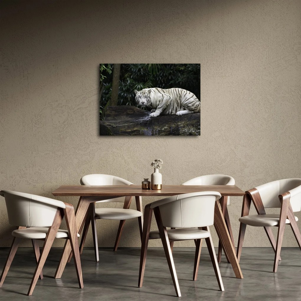 Kép - albínó tigris (70x50 cm)