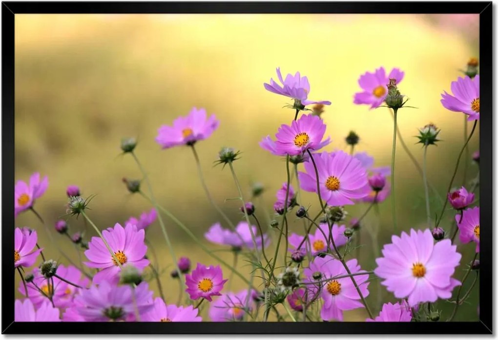 Poszterek keretben 60x40 Finom virágok a réten
