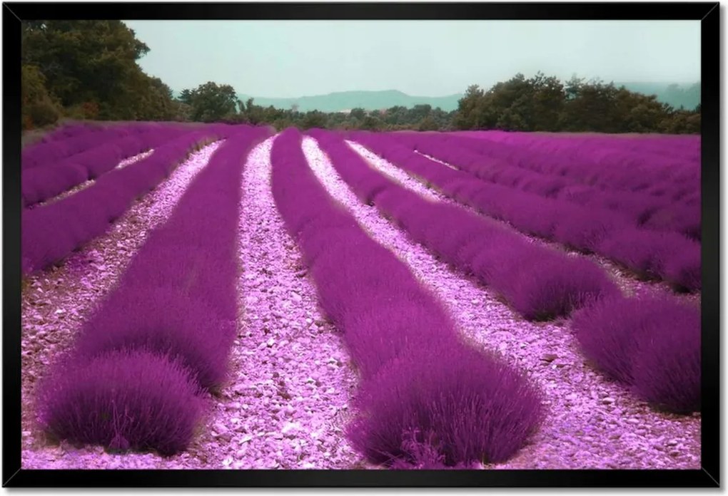 Poszterek keretben 60x40 Levendula mező