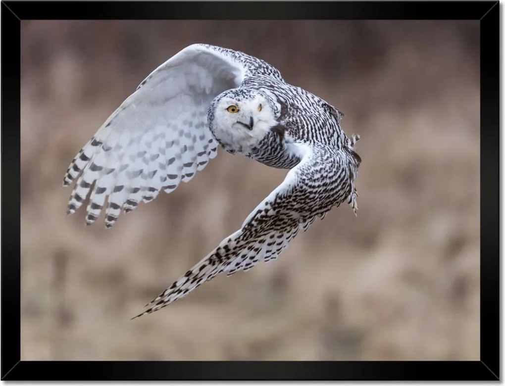 Poszterek keretben 40x30 Madarak