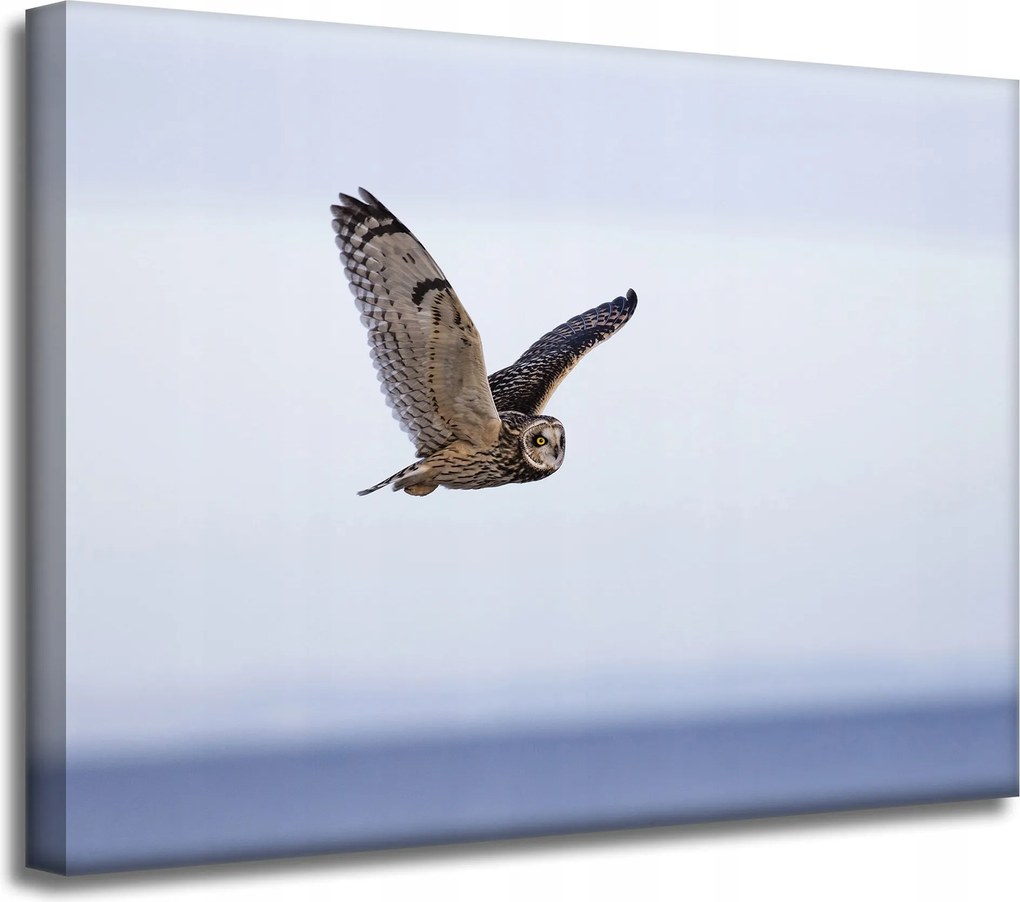 Vászonkép Állatok Madár Bagoly 40x30 cm