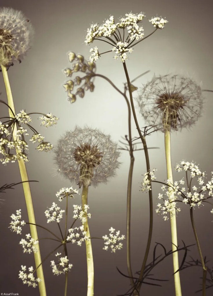 Poszter 20,5x28,4cm Réti virágok 4, Assaf Frank