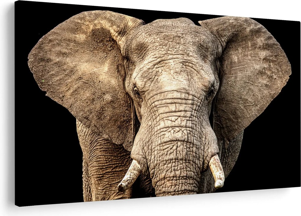 Kép - Afrikai elefánt (90x60 cm)