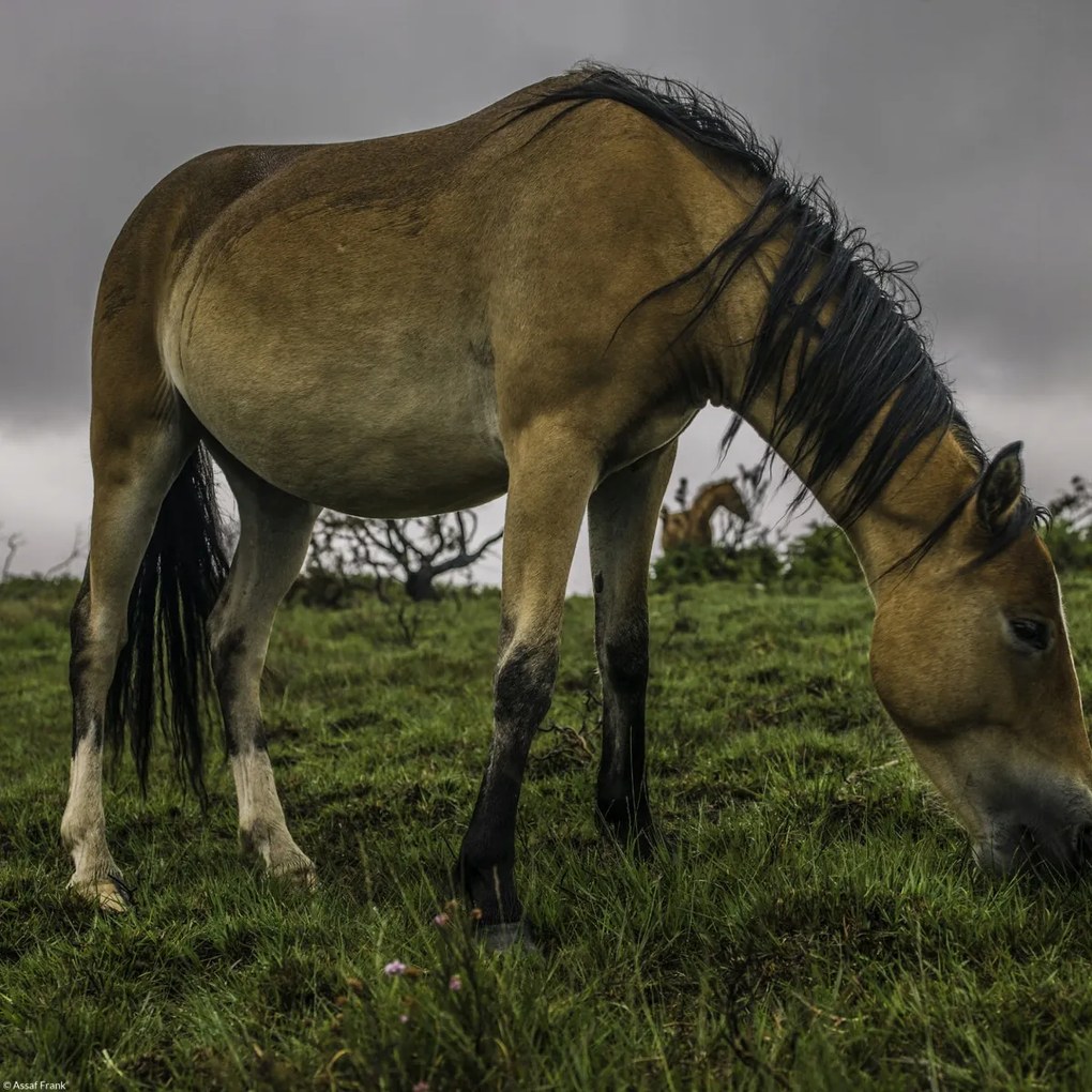 Poszter 30x30cm Ló a füves mezőn, Assaf Frank