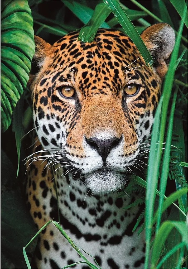 Állatos Jaguar 500 db-os puzzle Compact Clementoni