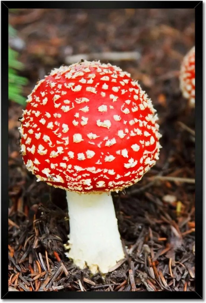 Poszterek keretben 40x60 Legyek Mérgező szépség