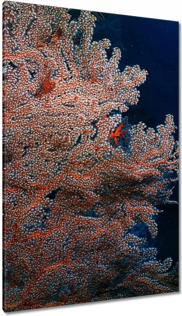 Vászonkép 80x120 Kék ocean zátonyokkal