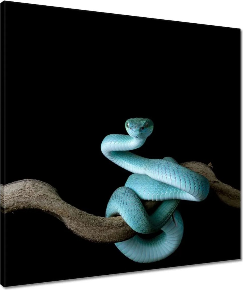 Vászonkép 60x60 Kék vipera kígyó